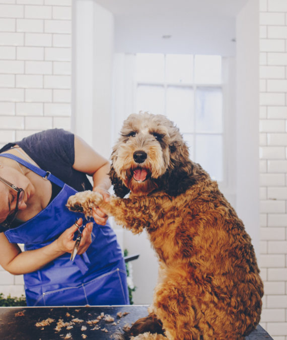 ConnaughtVillage-WoofWoof-55