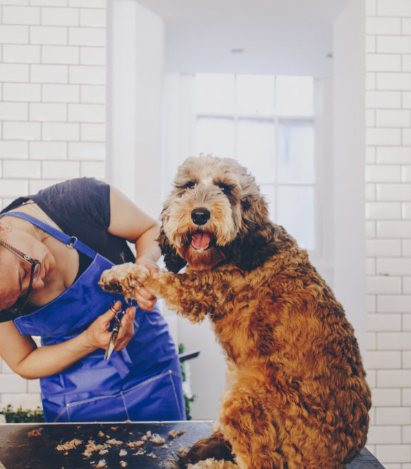 Connaught Village Woof Woof 2019